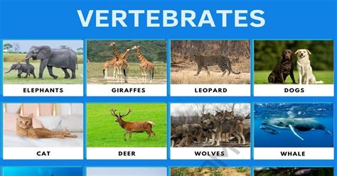 Examples Of Vertebrates