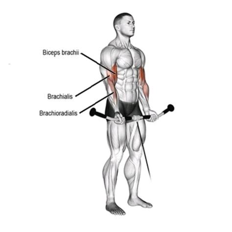 Cable Bicep Curl by John M. - Exercise How-to - Skimble