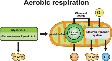 Aerobic Respiration - 88Guru