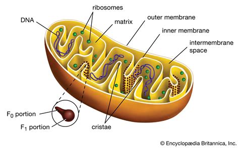 Which Type Of Organelle Is Found In Plant Cells And Not Animal Cells ...