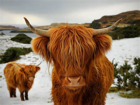 Highland Cattle New Photos And Info | The Wildlife