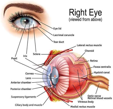 Cornea Eye Diagram