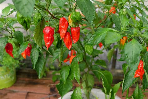 Ghost Pepper Plant Scoville, Colors And [Updated] Grow Guide