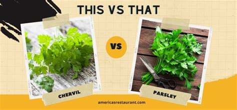 Chervil vs Parsley: Which is a Better Option?