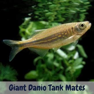 Best Giant Danio Tank Mates For Your Home Aquarium