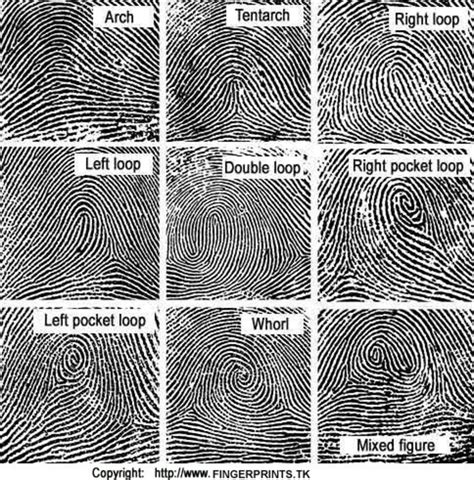 Fingerprint Science Project for Kids - WeHaveKids