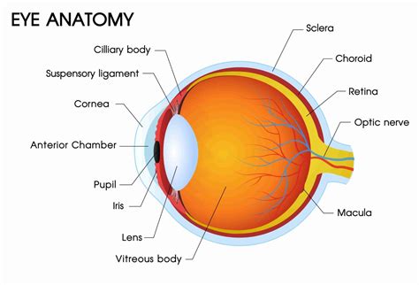 Guide to Eye Anatomy - Diagram and Parts of the Eye Explained