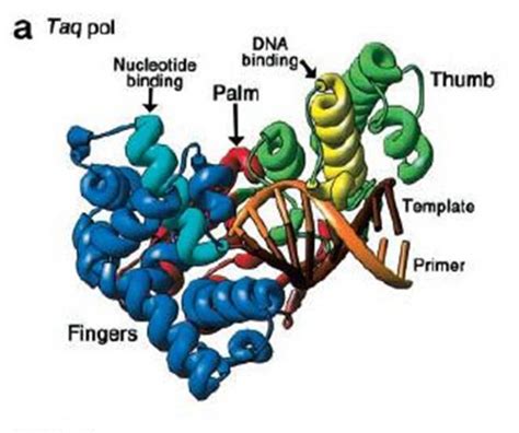 What Is Polymerase Chain Reaction - PCR | HubPages