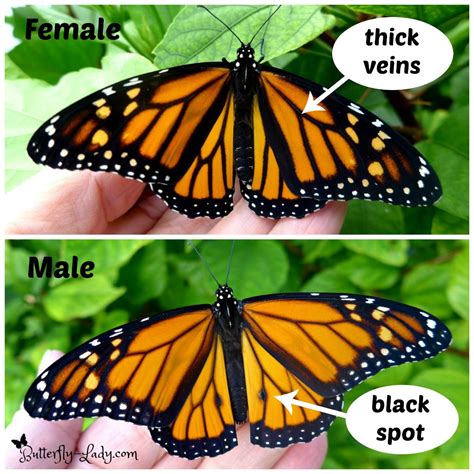 How to tell the difference between a male and a female Monarch ...