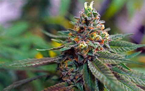 The Ultimate Marijuana FAQ: Everything A Beginner Needs to Know About ...