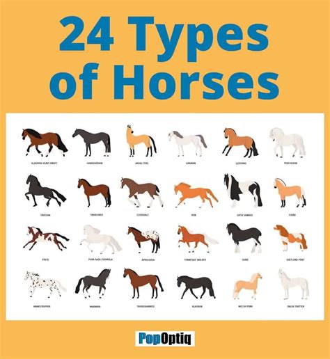 24 Types of Horses (Chart and Anatomy Illustration) – Nayturr