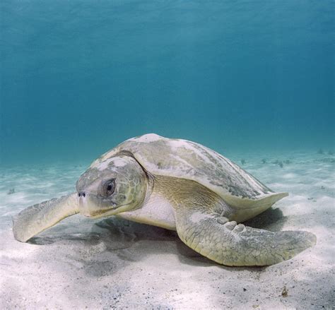 Genetic Tools for Sea Turtle Conservation — The State of the World's ...