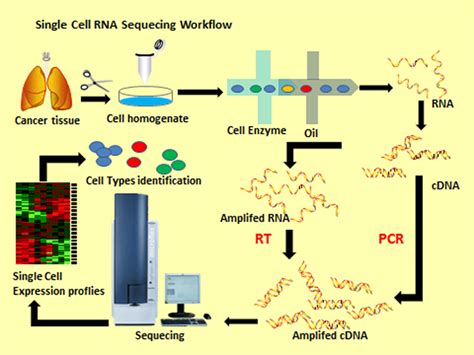 Single Cell Rna Seq Workflow