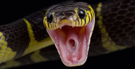 What happens when you’re bitten by a venomous snake? | Natural History ...