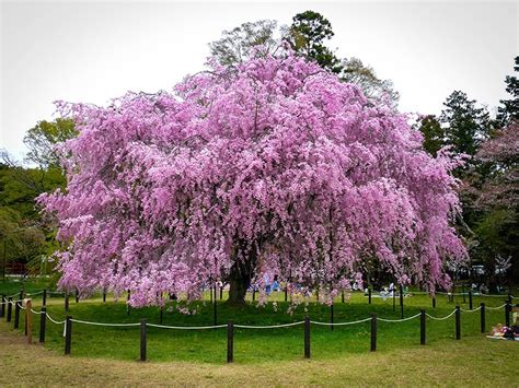 Pink Weeping Cherry For Sale Online | The Tree Center