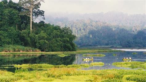 #3 main types of forest in Vietnam: Jungle, Mangrove and National park