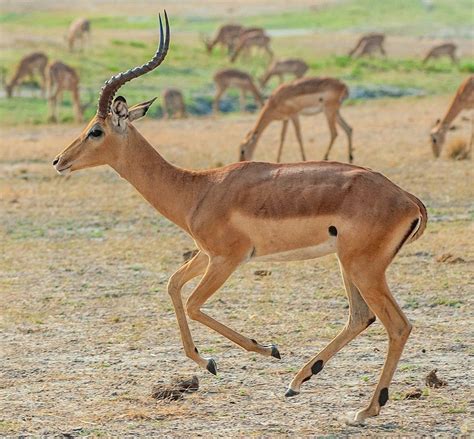 impala | Impala, South africa wildlife, Africa wildlife