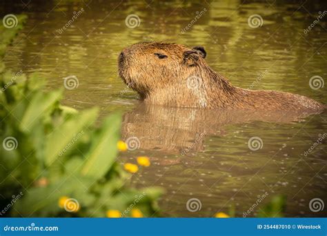 Adult Capybara Swimming in a River Stock Photo - Image of small, river ...