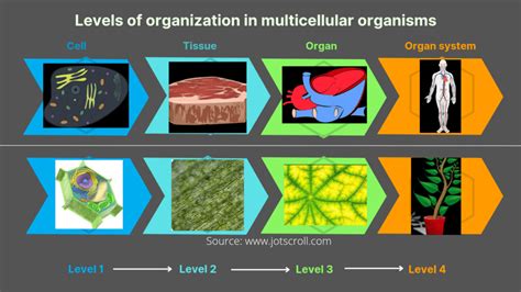 Unicellular And Multicellular Organisms Examples