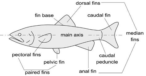 Fish morphological features commonly depicted in the literature ...