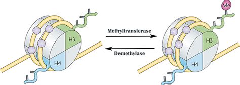 Histone Methylation Proteins, Histone Modification Proteins - Epigenetics