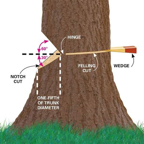 Chainsaw Safety, Part 5: Tree Felling - Cornell Small Farms