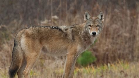 Wolf? Coyote? Coywolf? Understanding Wolf Hybrids Just Got a Bit Easier