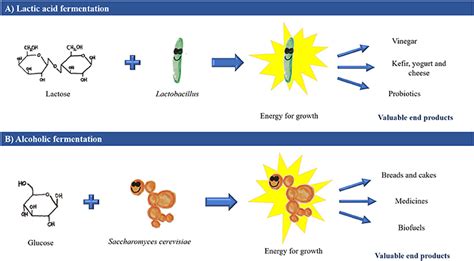 Fermentation: Humanity’s Oldest Biotechnological Tool · Frontiers for ...