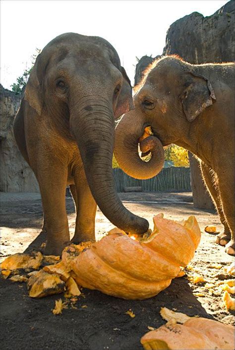 Elephants eating pumpkins! | Elephants | Pinterest