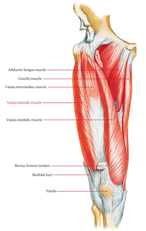 Vastus Lateralis – Earth's Lab