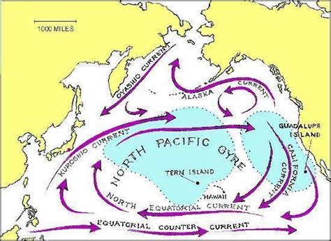 Kuroshio Current - Alchetron, The Free Social Encyclopedia