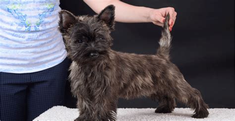 Cairn Terrier Breed Guide (Lifespan, Size & Characteristics)