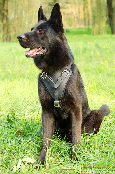 Buy Best Harness for Large Dogs|German Shepherd Comfort Harness