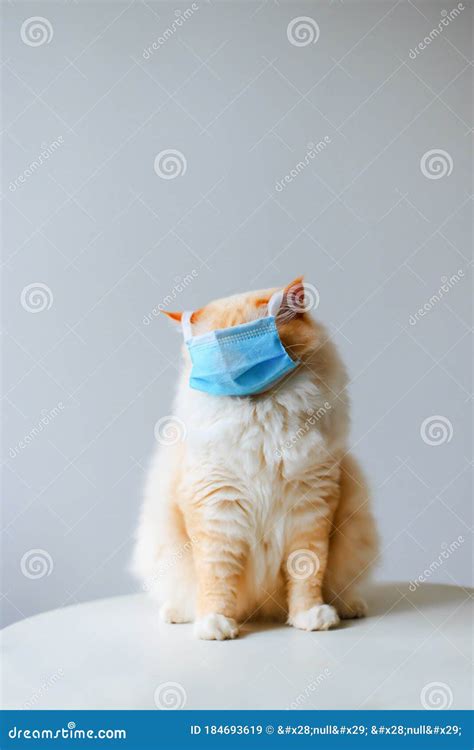 2020 New Creative Cat Photography. COVID-19 Pandemic Coronavirus Cat ...