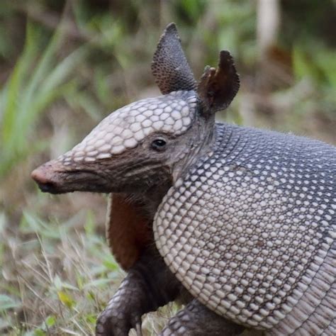 Armadillo