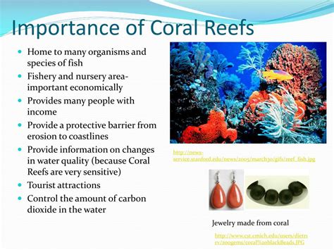 Coral Reefs Meaning Types Importance Coral Reefs In – NBKomputer