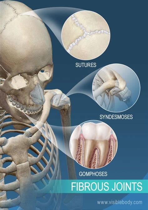 Sutures, syndesmoses, and gomphoses: fibrous joints | Joints anatomy ...