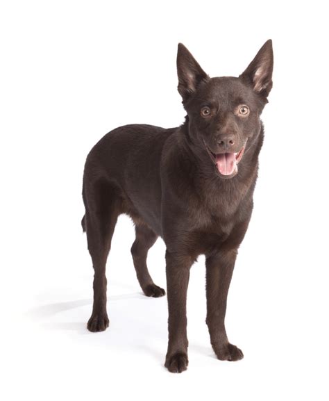 Australian Kelpie Breeders Australia | Australian Kelpie Info & puppies