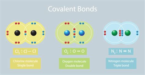 Covalent Bond | Biology Dictionary