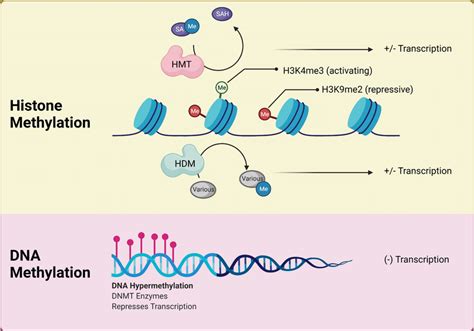 Overview of epigenetic methylation systems. Histone methylation is ...