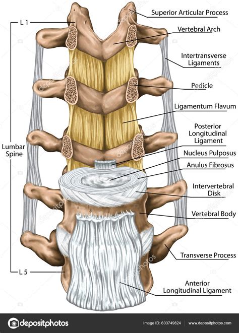 Ligaments Lumbar Spine Structure Ligaments Surrounding Lumbar Spine ...