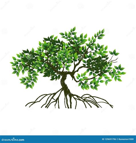 Mangrove Tree and Roots Vector Illustration Stock Illustration ...