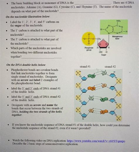 Solved There are 4 DNA .The basic building block or monomer | Chegg.com