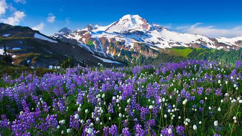 Mountain Flowers Wallpapers - Top Free Mountain Flowers Backgrounds ...