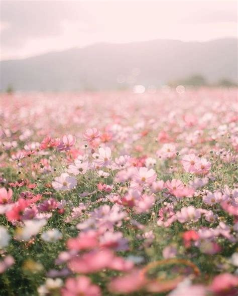 Pin by bianca on + dreamy | Nature pictures flowers, Flowers ...