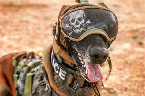 Innovative hearing protection may safeguard military working dogs ...