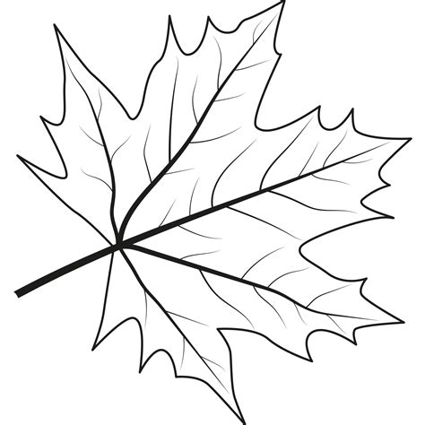 Maple leaf. Outline illustration of maple leaf 14059341 PNG