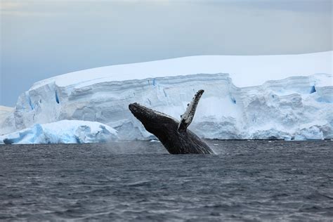 Antarctic Wildlife - From Plankton to Whales