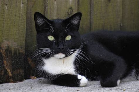 Black and white cat by NB-Photo on DeviantArt