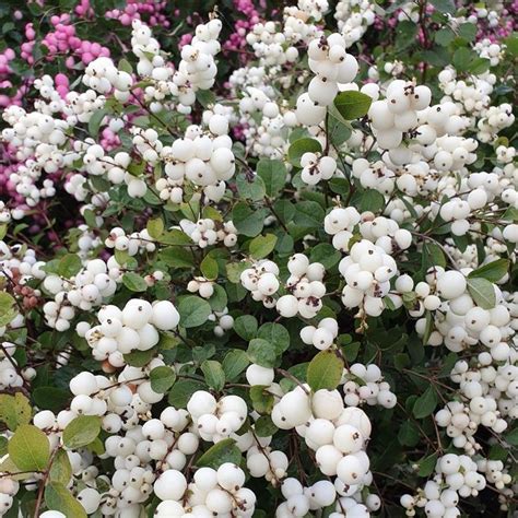 snowberry - Crocus | Flower hedge, Deer resistant plants, Evergreen garden